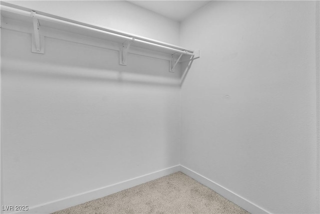 walk in closet featuring carpet flooring