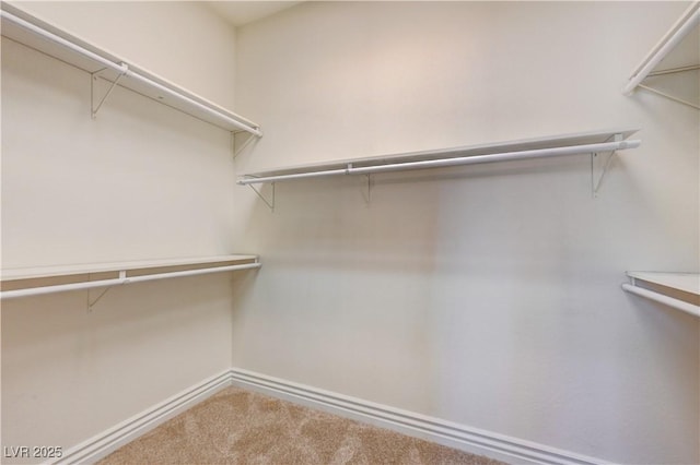 spacious closet featuring carpet floors