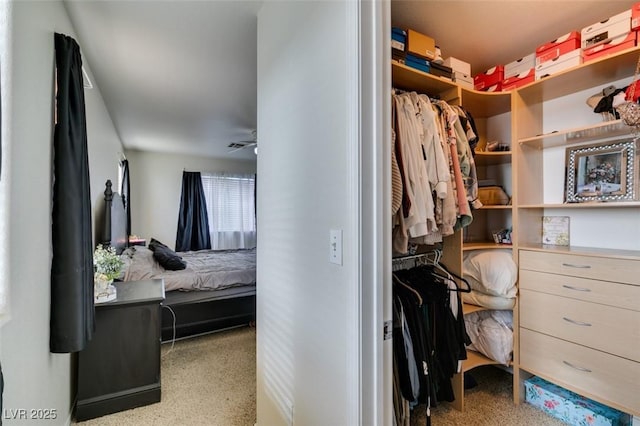 walk in closet featuring ceiling fan and light colored carpet