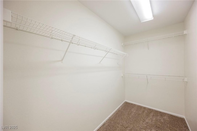 walk in closet with carpet flooring