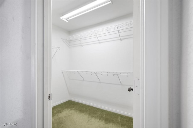 walk in closet with carpet flooring