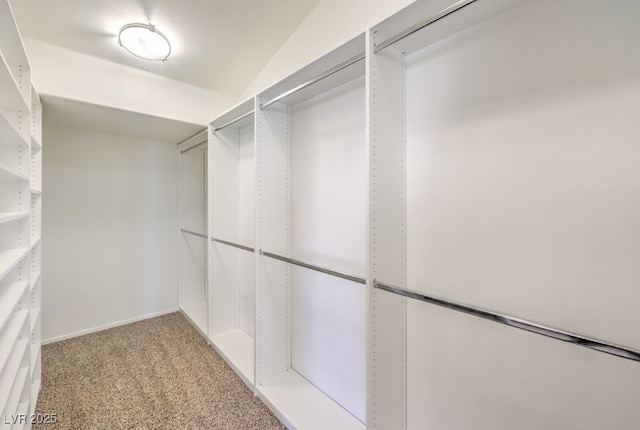 spacious closet featuring carpet floors