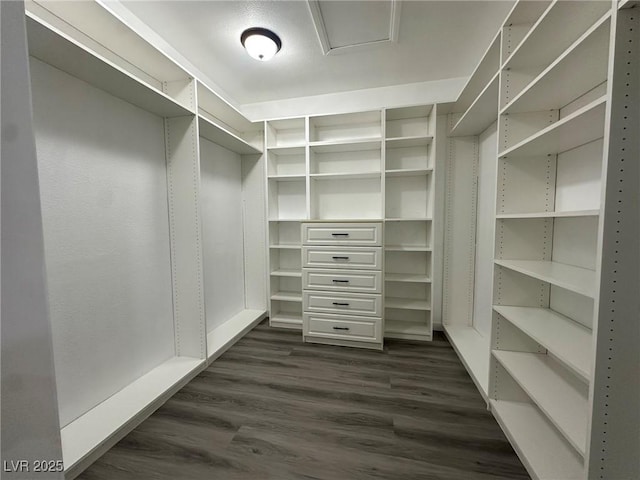 walk in closet featuring dark wood-type flooring