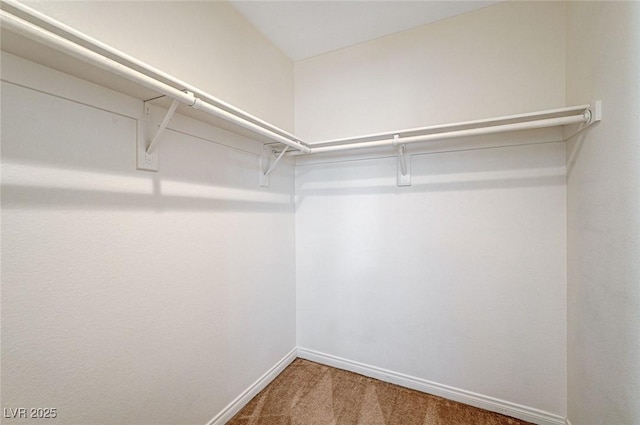 walk in closet with carpet floors