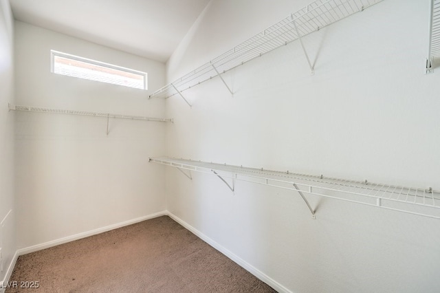 walk in closet featuring carpet flooring