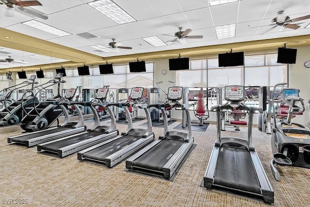 gym with ceiling fan, a paneled ceiling, and carpet floors