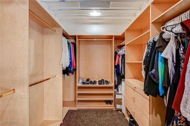 walk in closet with carpet flooring