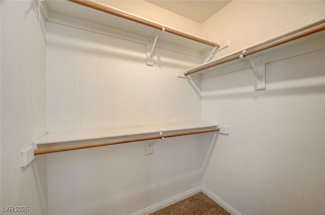 walk in closet featuring carpet flooring