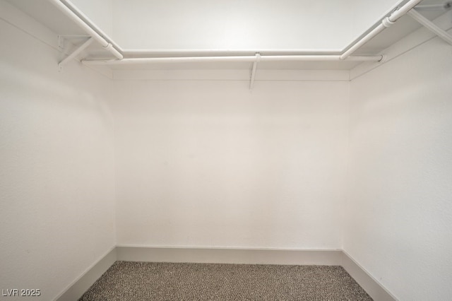 spacious closet featuring carpet floors