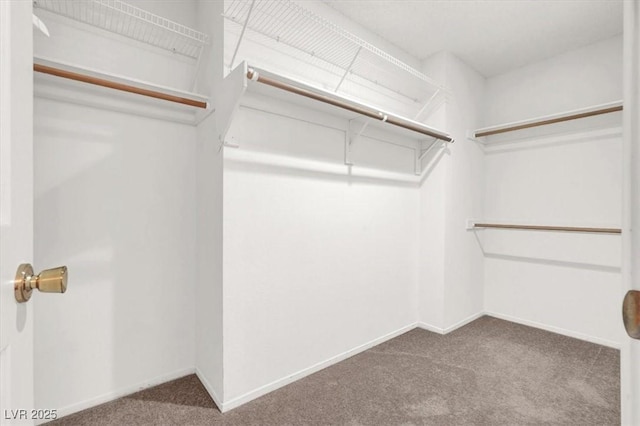 walk in closet with carpet flooring