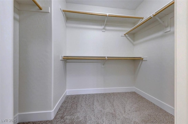 spacious closet featuring carpet