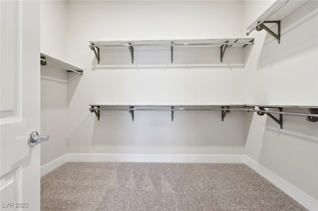 walk in closet with carpet flooring