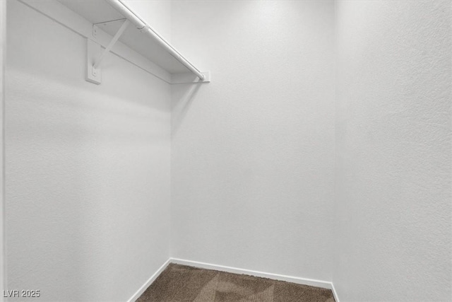 spacious closet featuring carpet floors