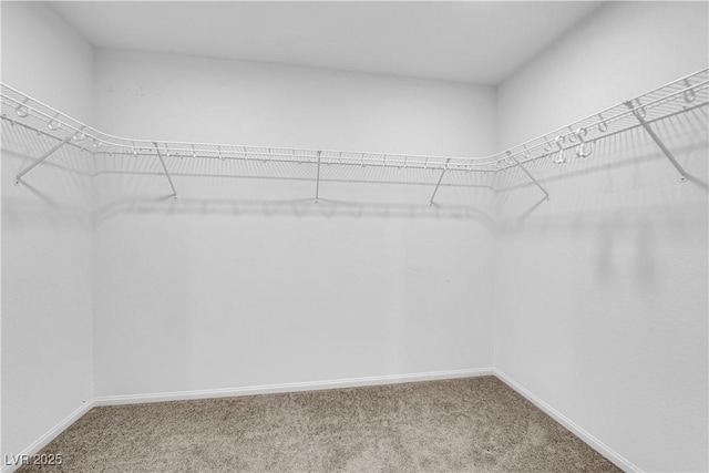 spacious closet featuring carpet flooring