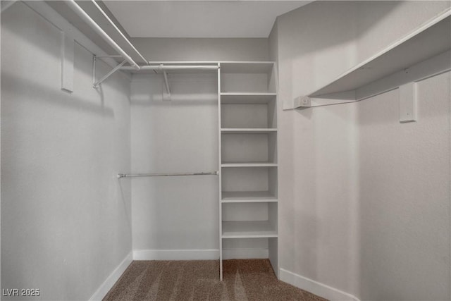 spacious closet featuring carpet