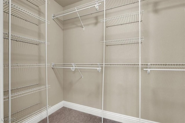 spacious closet featuring carpet floors