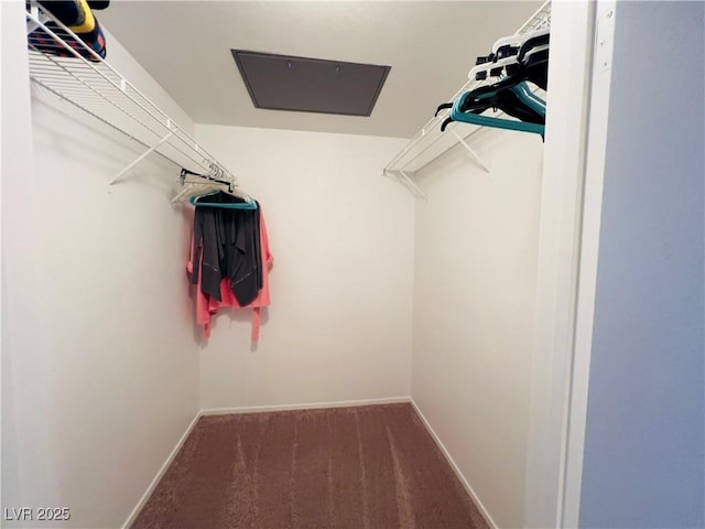 walk in closet featuring carpet