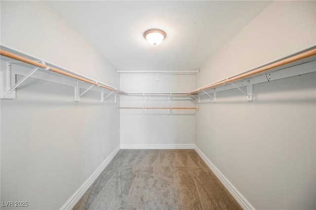 spacious closet with carpet