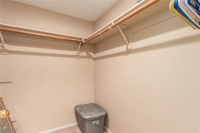 spacious closet featuring carpet floors