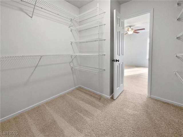 spacious closet featuring ceiling fan and carpet