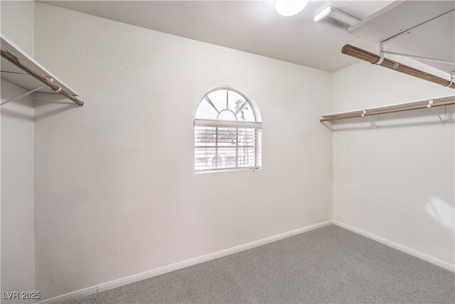 walk in closet with carpet floors