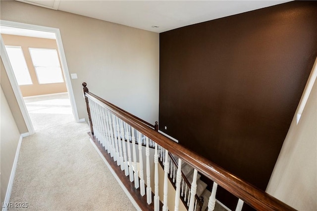 stairway featuring carpet floors