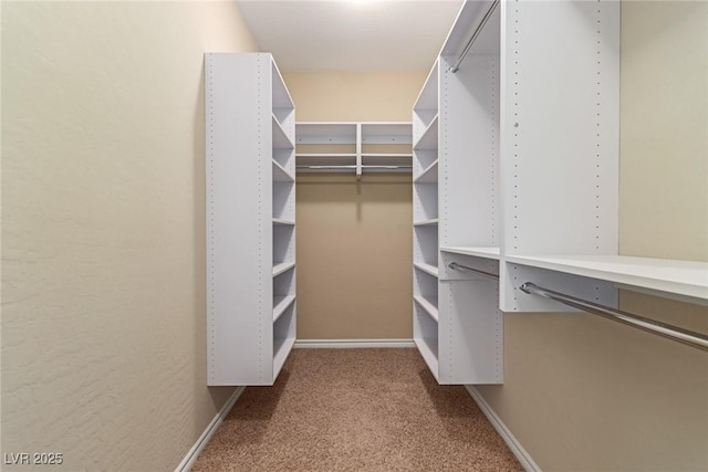 walk in closet featuring carpet