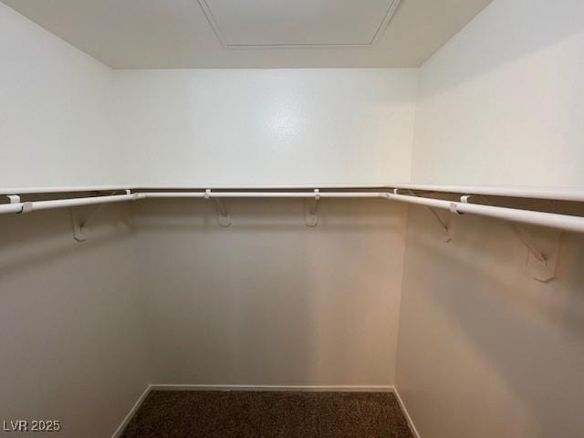 walk in closet featuring carpet flooring