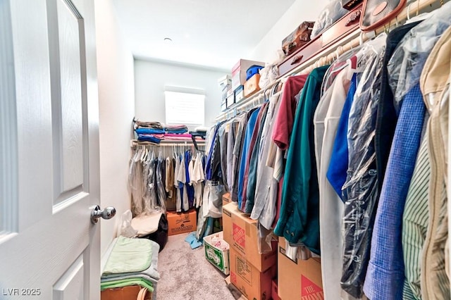 walk in closet with carpet flooring