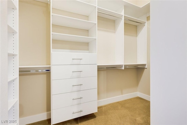 walk in closet featuring carpet floors