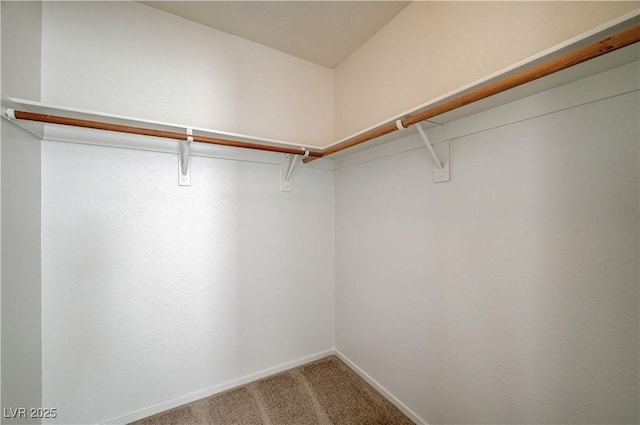 spacious closet featuring carpet flooring