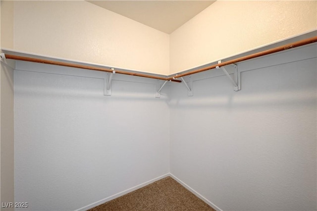 walk in closet with carpet flooring