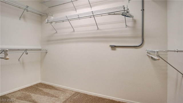 walk in closet with carpet flooring