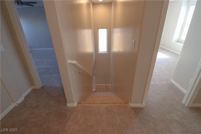 stairway with plenty of natural light and carpet floors