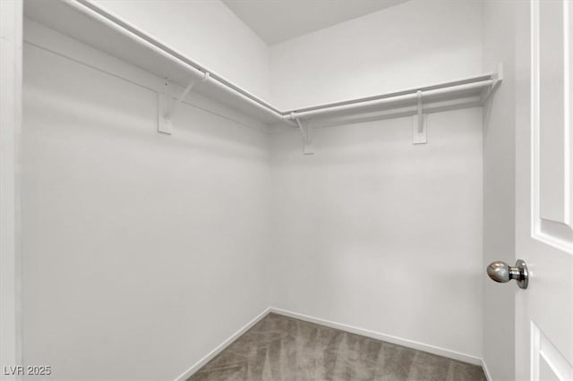 spacious closet featuring carpet floors