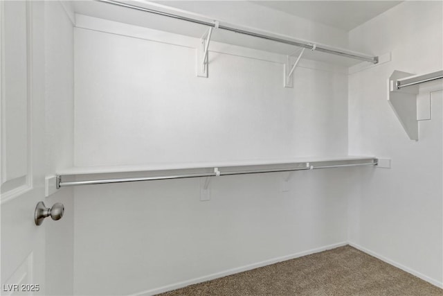 walk in closet with carpet flooring