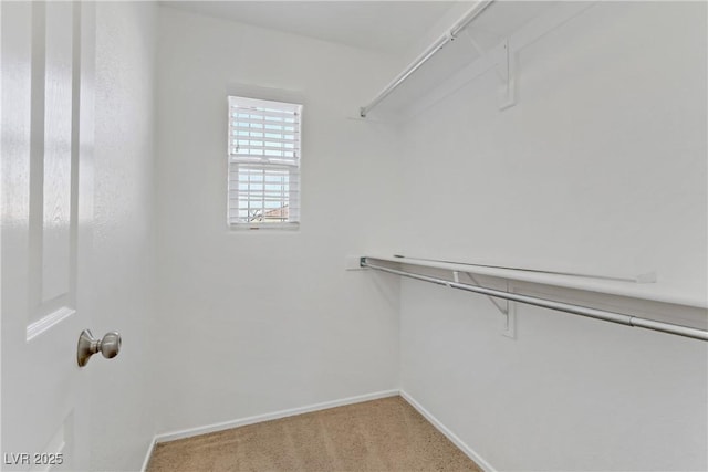 walk in closet featuring carpet flooring