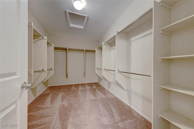 walk in closet with carpet flooring