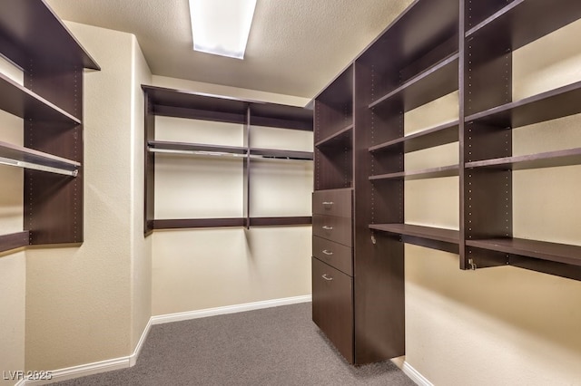 spacious closet featuring carpet