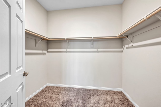 walk in closet featuring carpet floors