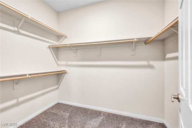 walk in closet featuring carpet flooring