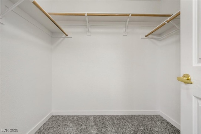 spacious closet featuring carpet