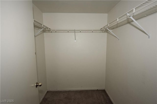 walk in closet with carpet flooring