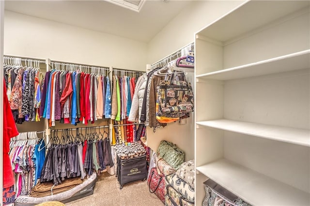 spacious closet featuring carpet floors