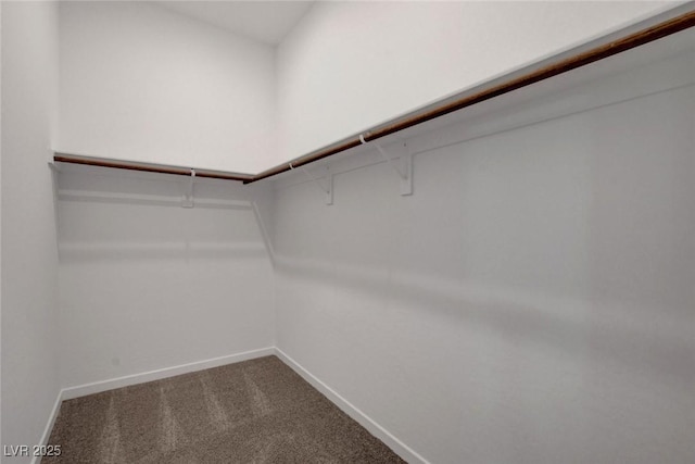 spacious closet featuring carpet