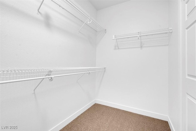 spacious closet featuring carpet floors