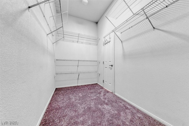 spacious closet with carpet flooring