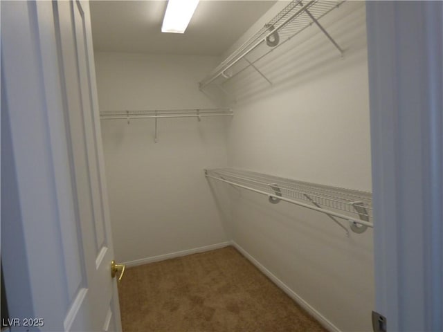 walk in closet with carpet floors