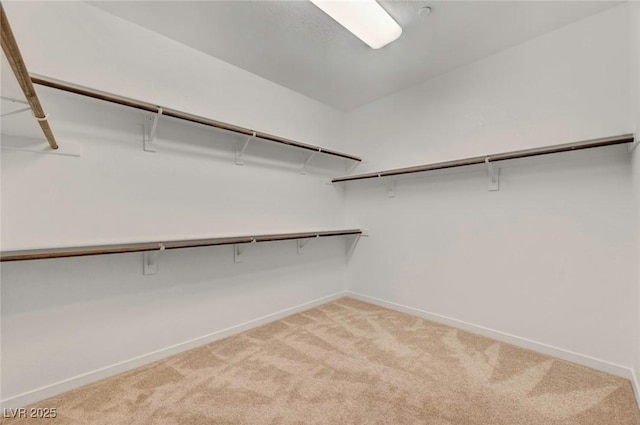 spacious closet featuring carpet