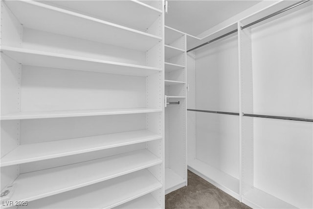 spacious closet featuring carpet flooring